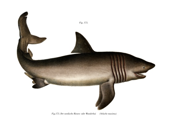 The Basking Shark od German School, (19th century)