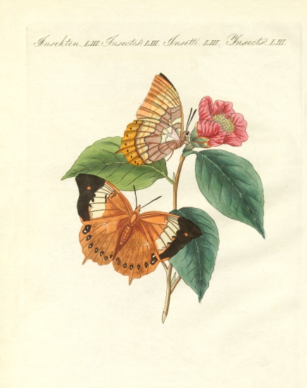 The Bernard's day-butterfly of China od German School, (19th century)