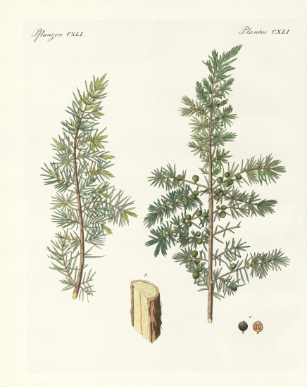 The common juniper od German School, (19th century)