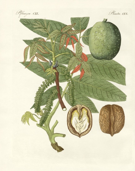 The common walnut-tree od German School, (19th century)