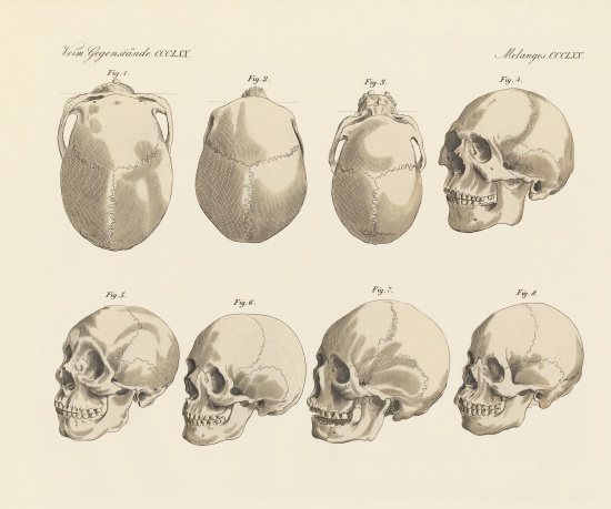 The cranial of the five human races od German School, (19th century)
