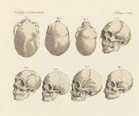 The cranial of the five human races