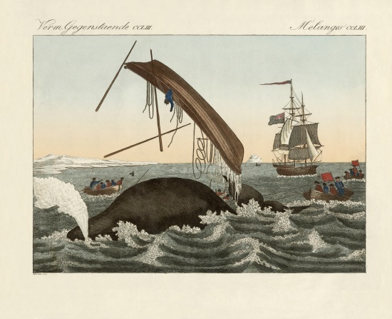 The dangers of whale fishing od German School, (19th century)