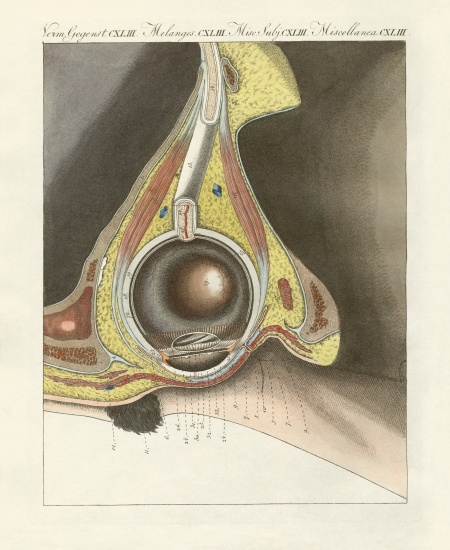 The facial organ illustrated through the human eye od German School, (19th century)