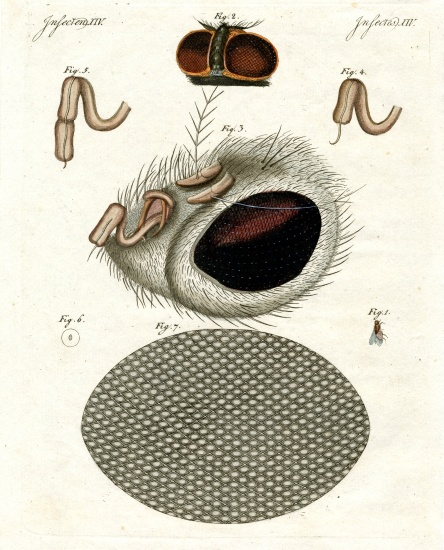 The head of a fly od German School, (19th century)