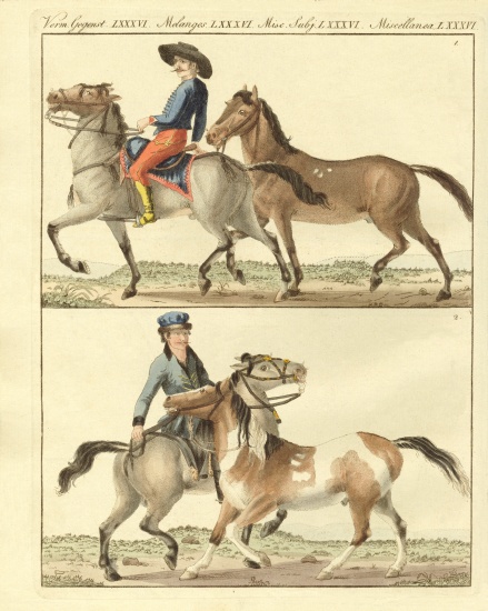 The horse with its different kinds od German School, (19th century)