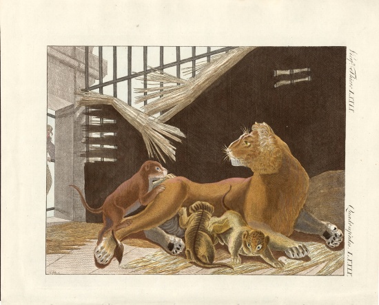 The lioness and her cubs od German School, (19th century)