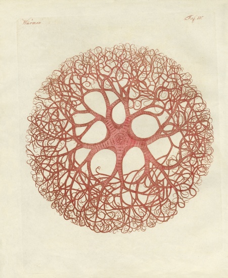The Medusa star od German School, (19th century)