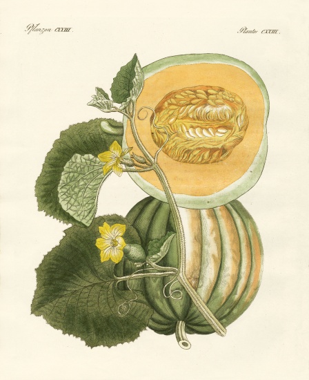 The melon od German School, (19th century)