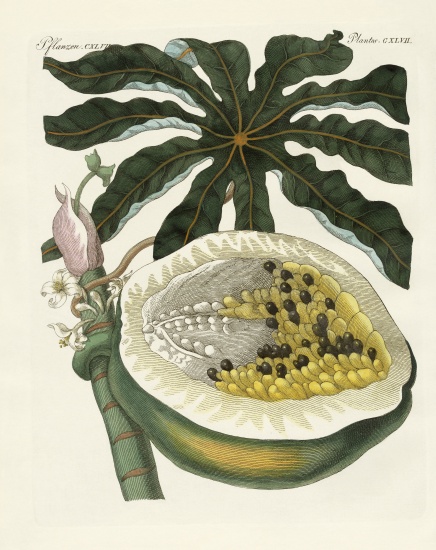The melon or papaya tree od German School, (19th century)