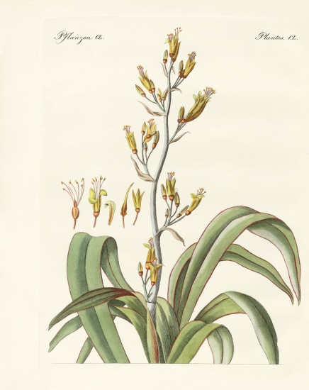 The New Zealand flax od German School, (19th century)