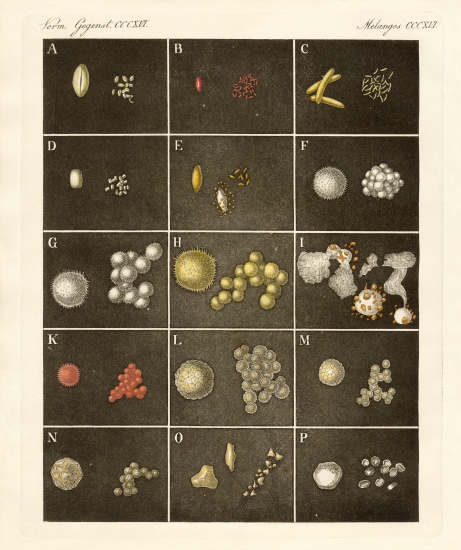 The pollen or pollen of plants od German School, (19th century)