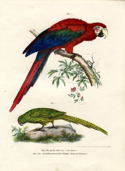 The Scarlet Macaw od German School, (19th century)