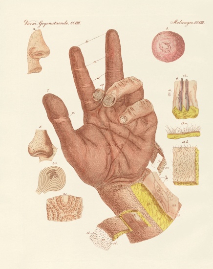 The sense, or view of the human skin od German School, (19th century)
