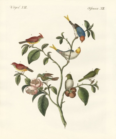 The smallest birds od German School, (19th century)
