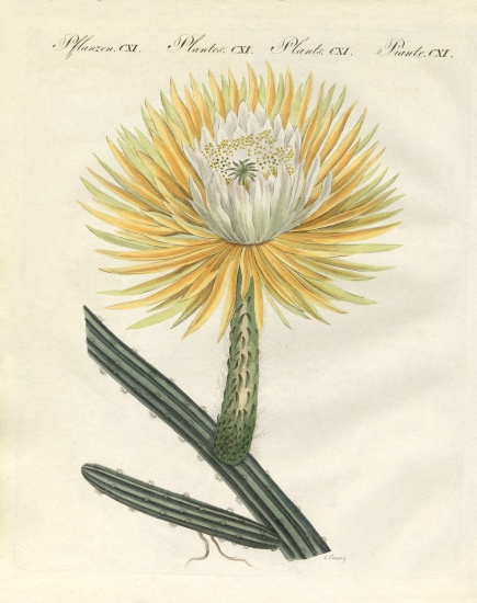 The splendid large-flowered torch thistle od German School, (19th century)