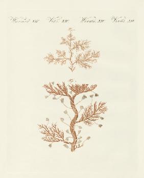 The winding sertularia or base coralline