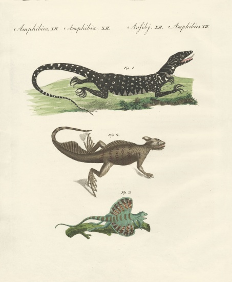 Three kinds of strange lizards od German School, (19th century)