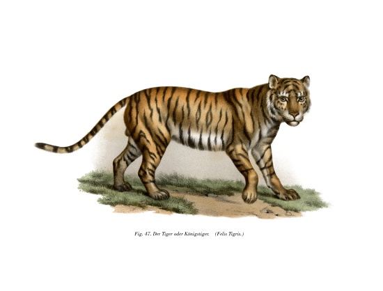 Tiger od German School, (19th century)