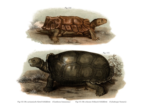 Tortoise od German School, (19th century)