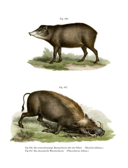Warthog od German School, (19th century)