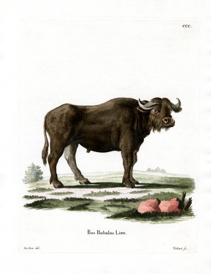 Water Buffalo od German School, (19th century)