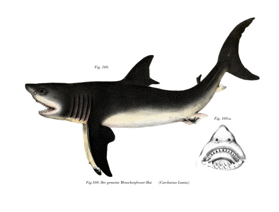 White Shark od German School, (19th century)