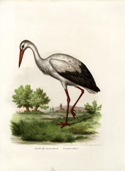 White Stork od German School, (19th century)