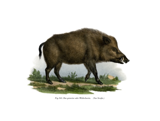Wild Boar od German School, (19th century)