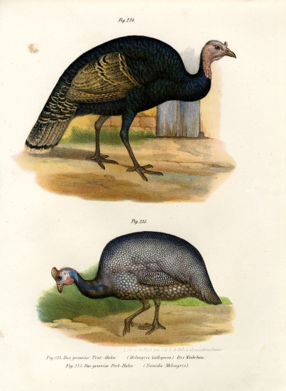 Wild Turkey od German School, (19th century)