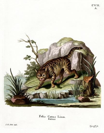 Wildcat od German School, (19th century)