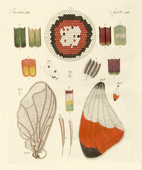Wing of a butterfly od German School, (19th century)