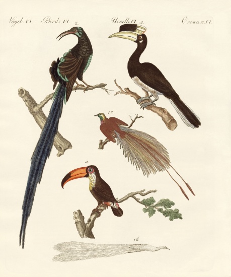 Wonderful birds od German School, (19th century)