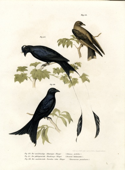 Wood Swallow od German School, (19th century)
