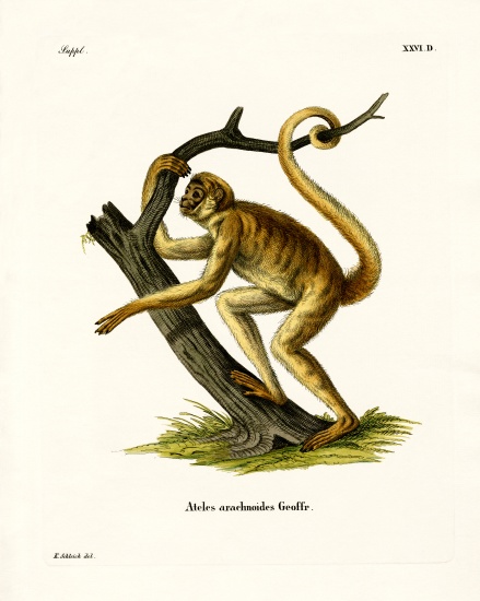 Woolly Spider Monkey od German School, (19th century)