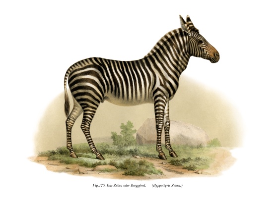 Zebra od German School, (19th century)