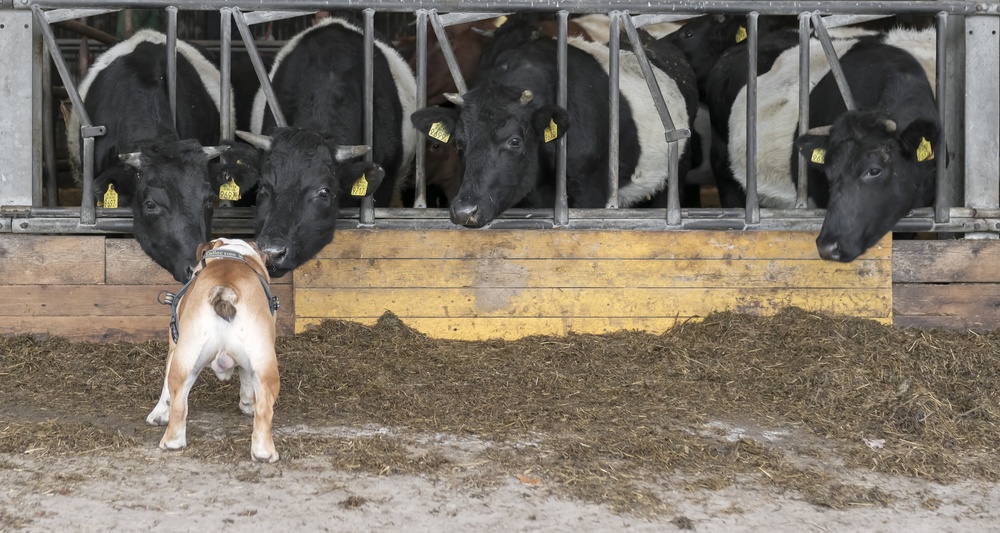 Listen up, cows! od Gert van den Bosch