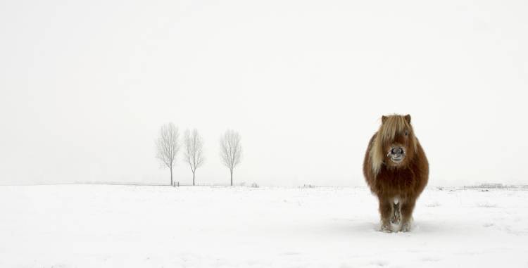 The cold pony od Gert Van den