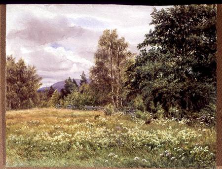 Meadow-sweet near Polchar, Aviemore, Scotland od Gertrude Martineau