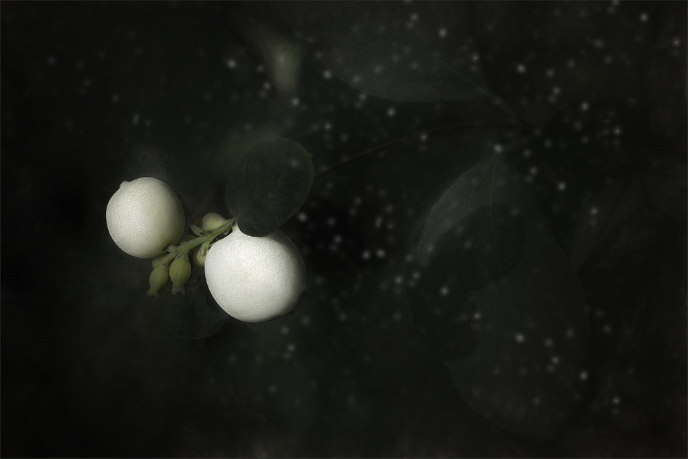 snowberry od Gilbert Claes