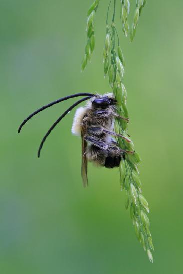 Longhorn bee