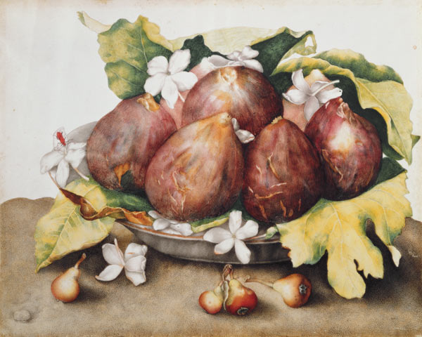 Figs on Leaves od Giovanna Garzoni