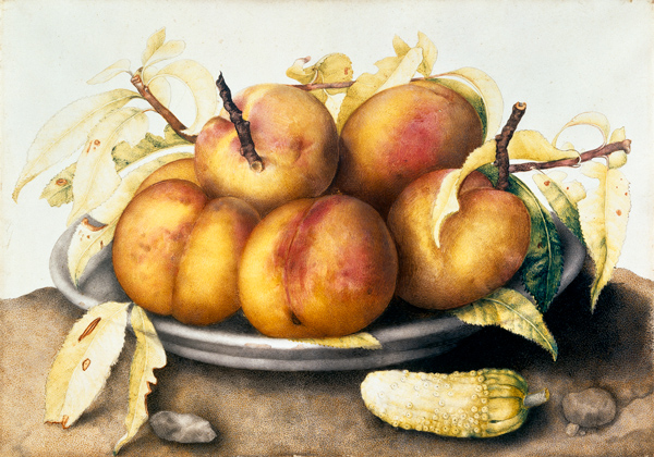 G.Garzoni / Plate of peaches. od Giovanna Garzoni