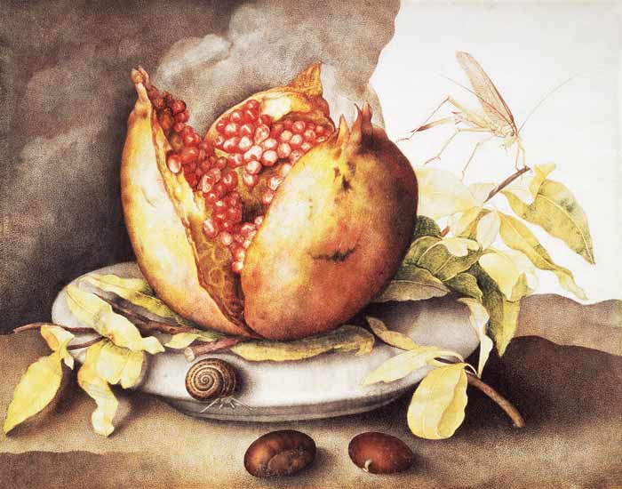 Pomegranate with Chestnuts od Giovanna Garzoni