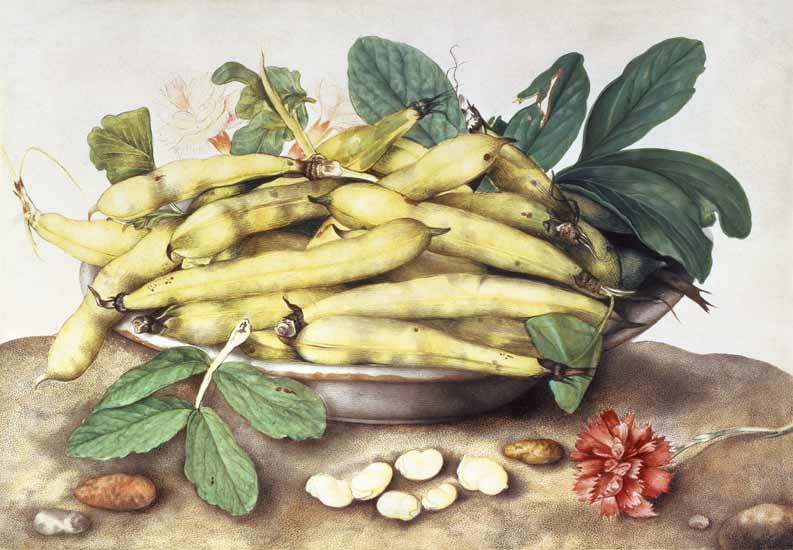Still Life with Broad Bean Pods (w/c on parchment) od Giovanna Garzoni