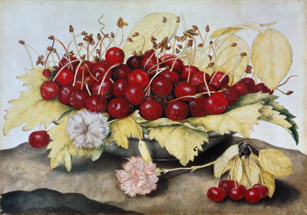 Cherries and Carnations (w/c on parchment) od Giovanna Garzoni