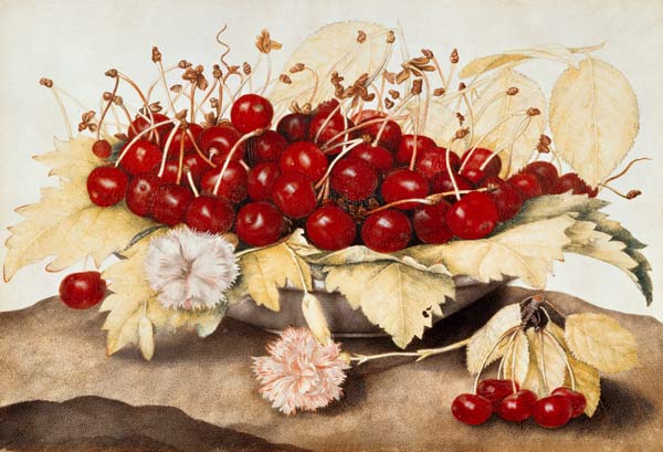 G.Garzoni / Cherries and carnations. od Giovanna Garzoni