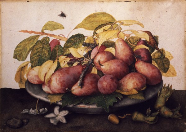 Dish with plums & hazelnuts / Garzoni od Giovanna Garzoni