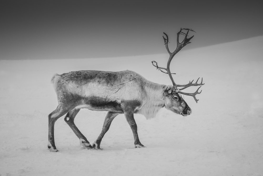 Alone in the Arctic wasteland od Giovanni Venier