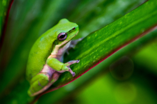Australian Tropical Frog 3 od Giulio Catena